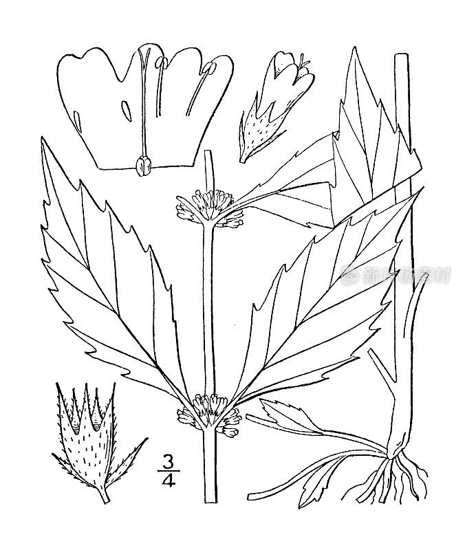 古董植物学植物插图:风疹Lycopus rubellus，潜行水猎犬